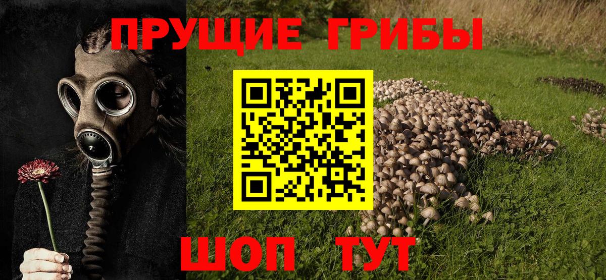 Галлюциногенные грибы Psilocybine cubensis Осинники